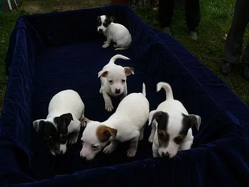 JACK RUSSELL TERIER