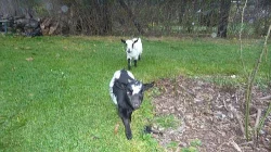 Holandská mini koza