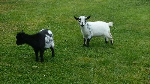 Holandská mini koza