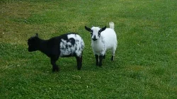 Holandská mini koza