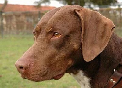 Louisianský leopardí pes - Catahoula