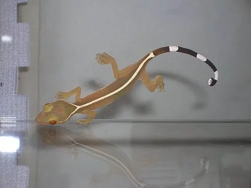 Mláďata Gekko vittatus