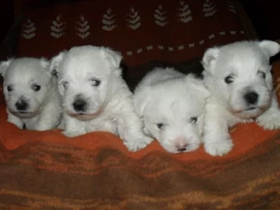 west highland white terrier