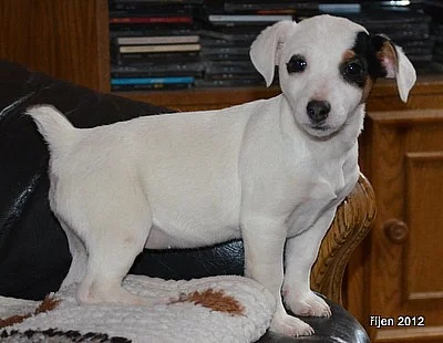 štěnátka jack russell terier