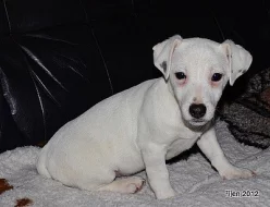 štěnátka jack russell terier