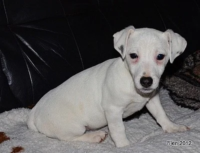 štěnátka jack russell terier