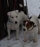 štěnátka jack russell terier
