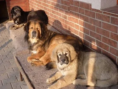 Tibetská doga zadám štěňata zima 2012/2013
