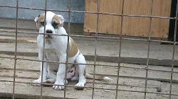 Alternativní bulldočí rasy!