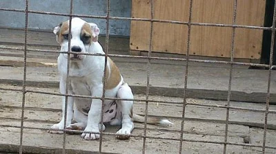 Alternativní bulldočí rasy!
