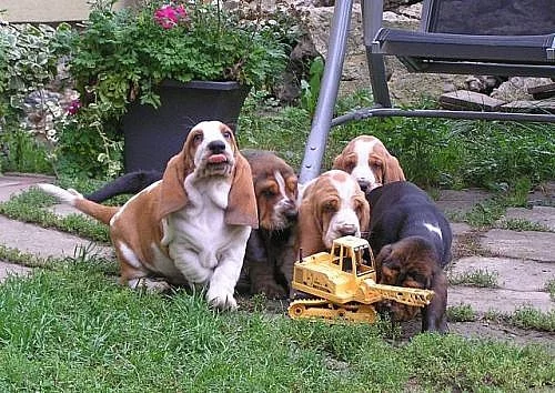 Basset Hound