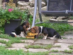 Basset Hound