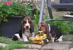 Basset Hound
