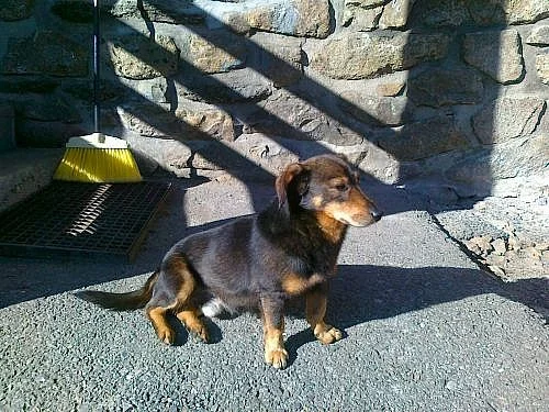 Nabízím zdarma pejska