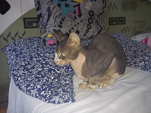 Sphynx