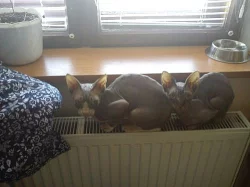 Sphynx