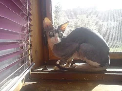 Sphynx
