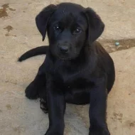 štěňátka labradora