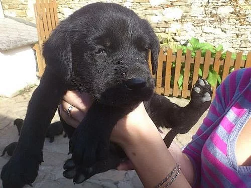 štěňátka labradora