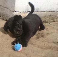 štěňátka labradora