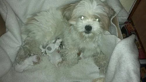 prodám štěně lhasa-apso