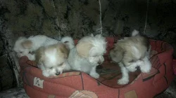 prodám štěně lhasa-apso