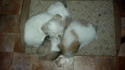 prodám štěně lhasa-apso