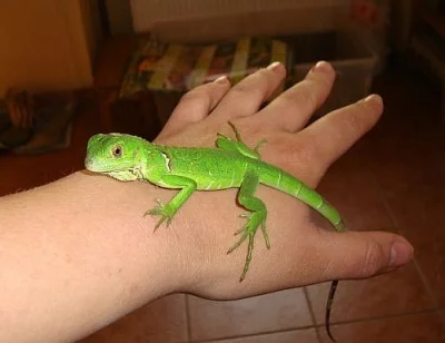 LEGUÁN ZELENÝ (iguana iguana)