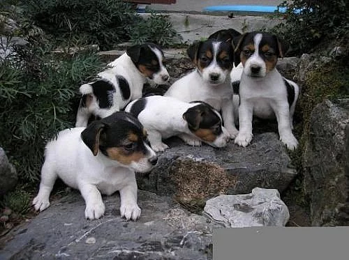 jack russell terier štěnátka
