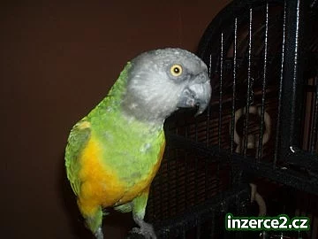 papoušek senegalský
