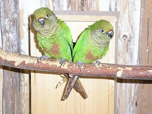 Pyrura Hnedouchych