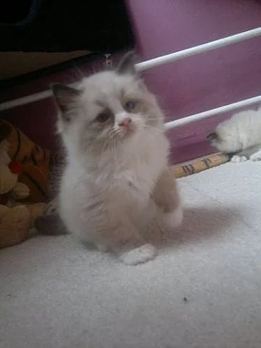 Ragdoll - kocourek Calvin s PP odběr na vánoce