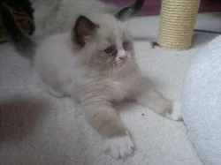 Ragdoll - kocourek Calvin s PP odběr na vánoce