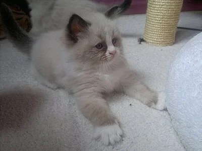 Ragdoll - kocourek Calvin s PP odběr na vánoce