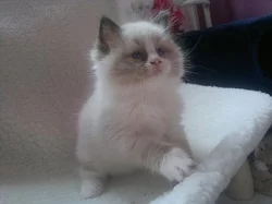 Ragdoll - kocourek Calvin s PP odběr na vánoce