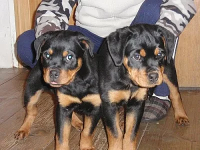 Rottweiler štěňátka s PP