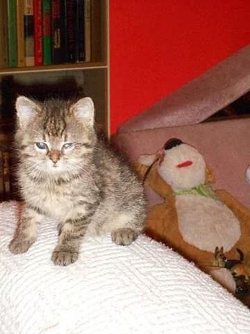 Darujeme koťata malá i odrostlá