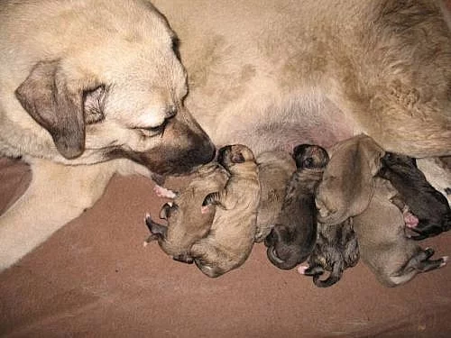 Kangal - Anatolský pastevecký pes