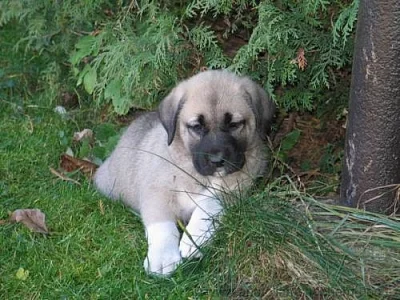 Kangal - Anatolský pastevecký pes