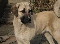 Kangal - Anatolský pastevecký pes