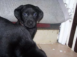 štěňátka labradora bez PP odběr po 20.11.