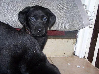 štěňátka labradora bez PP odběr po 20.11.