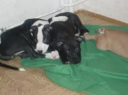 pitbullterier