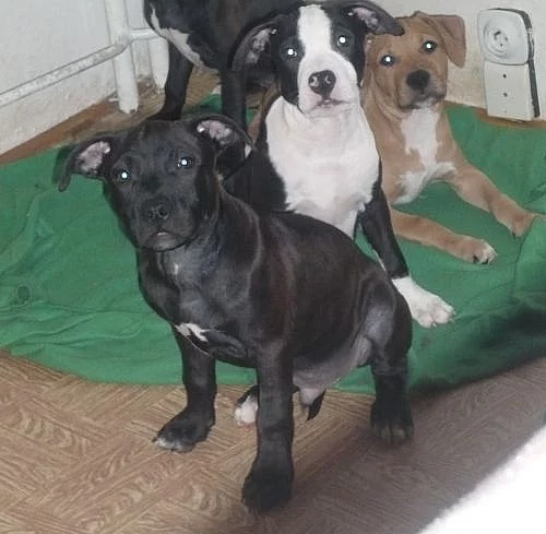 pitbullterier