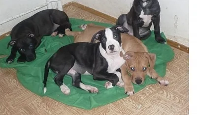 pitbullterier