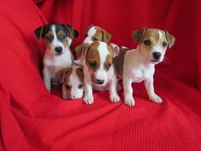 jack russell terier štěnátka na prodej