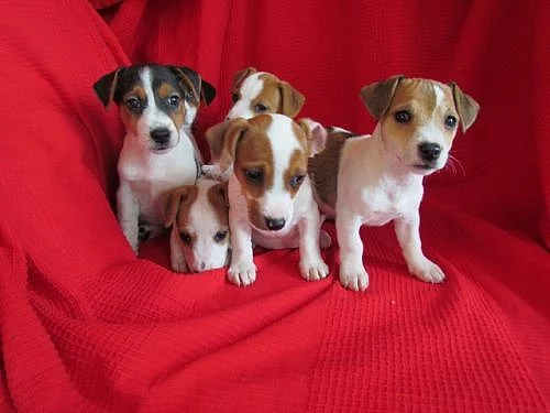 jack russell terier štěnátka na prodej