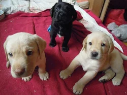 Prodám krásná štěnátka labradorského retrívra
