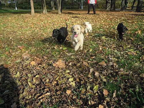 Prodám krásná štěnátka labradorského retrívra