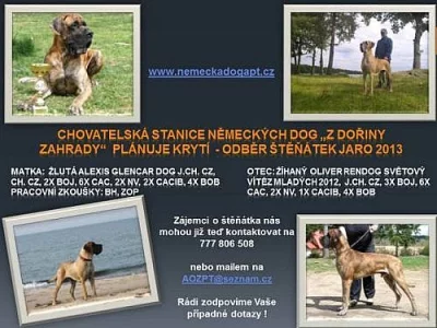 Německá doga štěňata žlutá a žíhaná